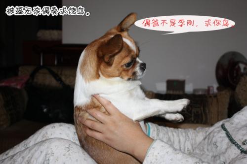 毫无求生欲的客服,淘宝客服幽默的套路是什么