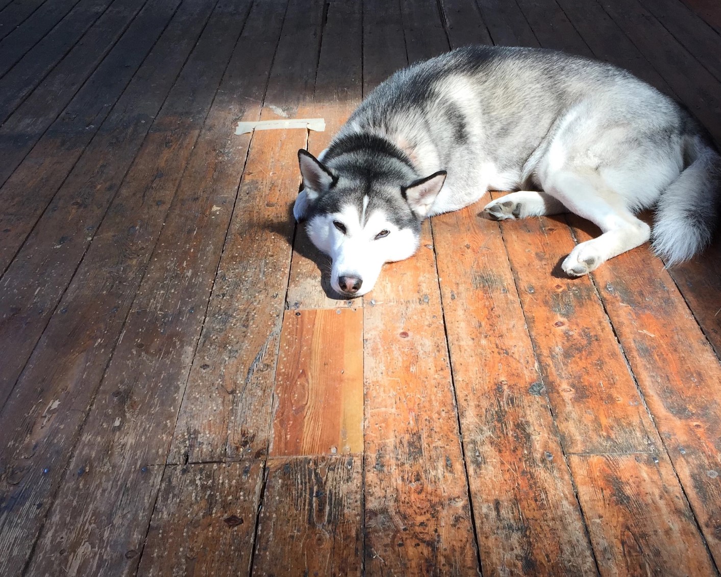 狗狗睡觉的最佳方法,狗狗睡觉姿势大揭秘