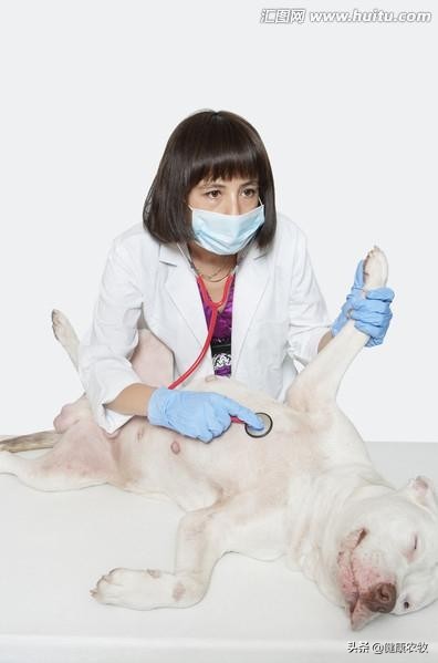 兽医和人医哪个更难学,为什么说兽医的意义大于人医