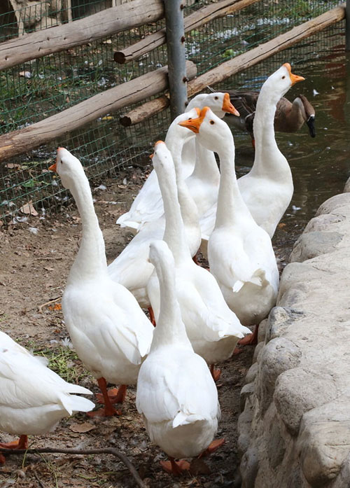 秀才无良搬起石头砸自己的脚