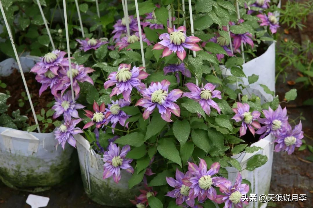 铁线莲折扣,铁线莲哪款值得入手