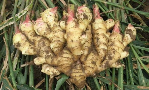 生姜治病的最佳方法,生姜怎么熬水喝治什么病