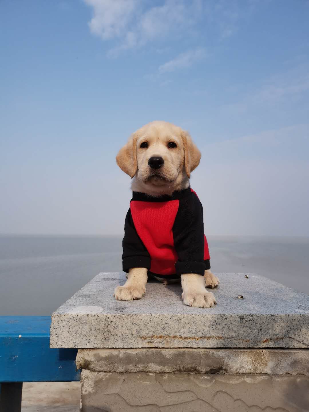 买狗如何避免被骗,网上买狗怎么防止病狗