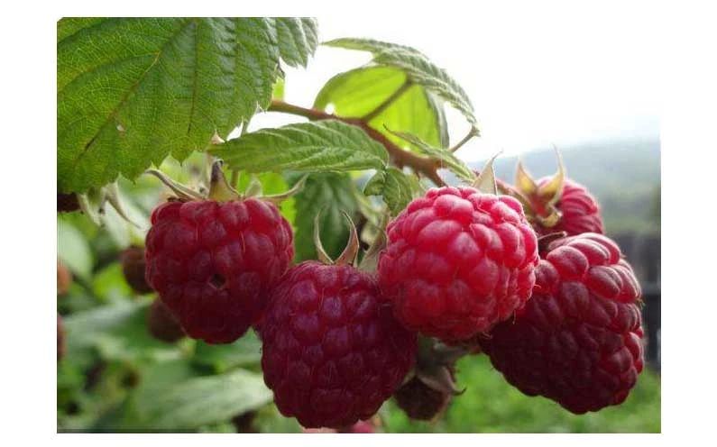 种植摇钱树致富,种摇钱树赚钱吗