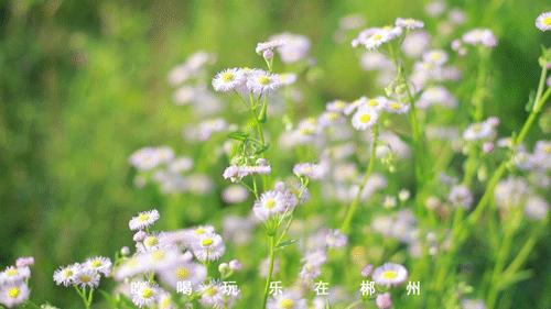 千岛湖100公里内游玩,来千岛湖看一场绝美日落