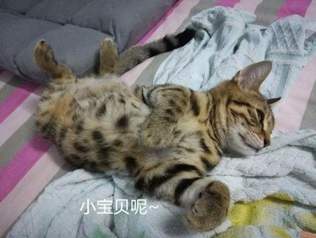 松鼠被猫吃了,松鼠被猫吃了只剩一个头