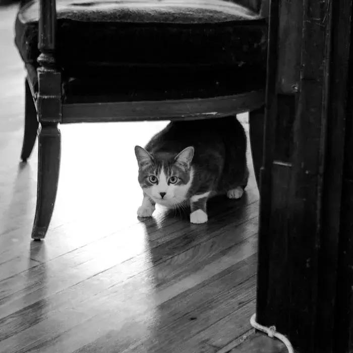 如何阻止猫咪在床上尿尿,猫咪总在床上尿怎么办