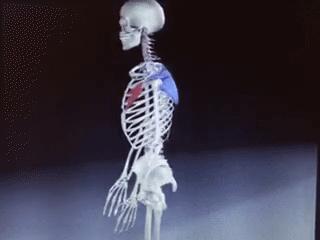 左肩膀和肩胛骨内侧肌肉会疼,右肩膀肩胛骨疼痛怎么快速缓解