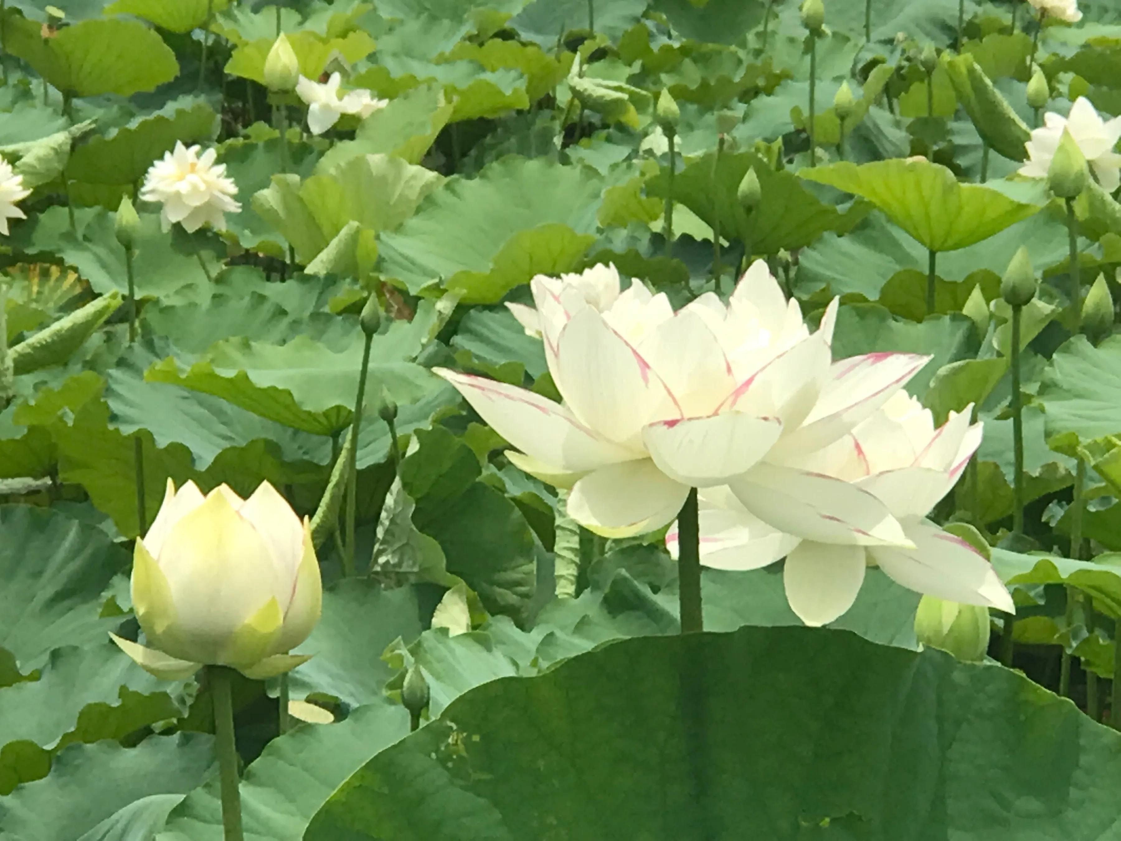 「内在之声」第二十一章从真的惊人到惊人的真