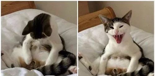 猫咪乱吃药怎么救,猫咪乱尿解决神器