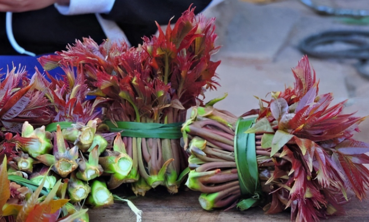 香椿芽简介,早春香椿芽