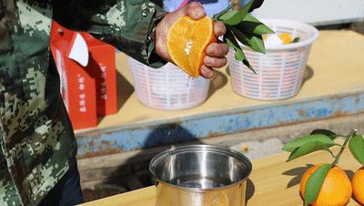 连江长龙美人橙,连江长龙红美人柑橘