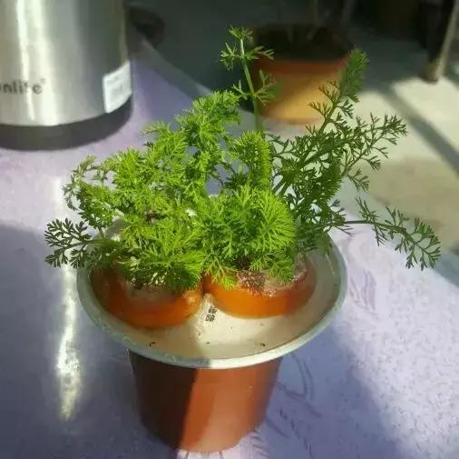 这6种菜根不要丢,哪4种菜根不能丢在家盆栽