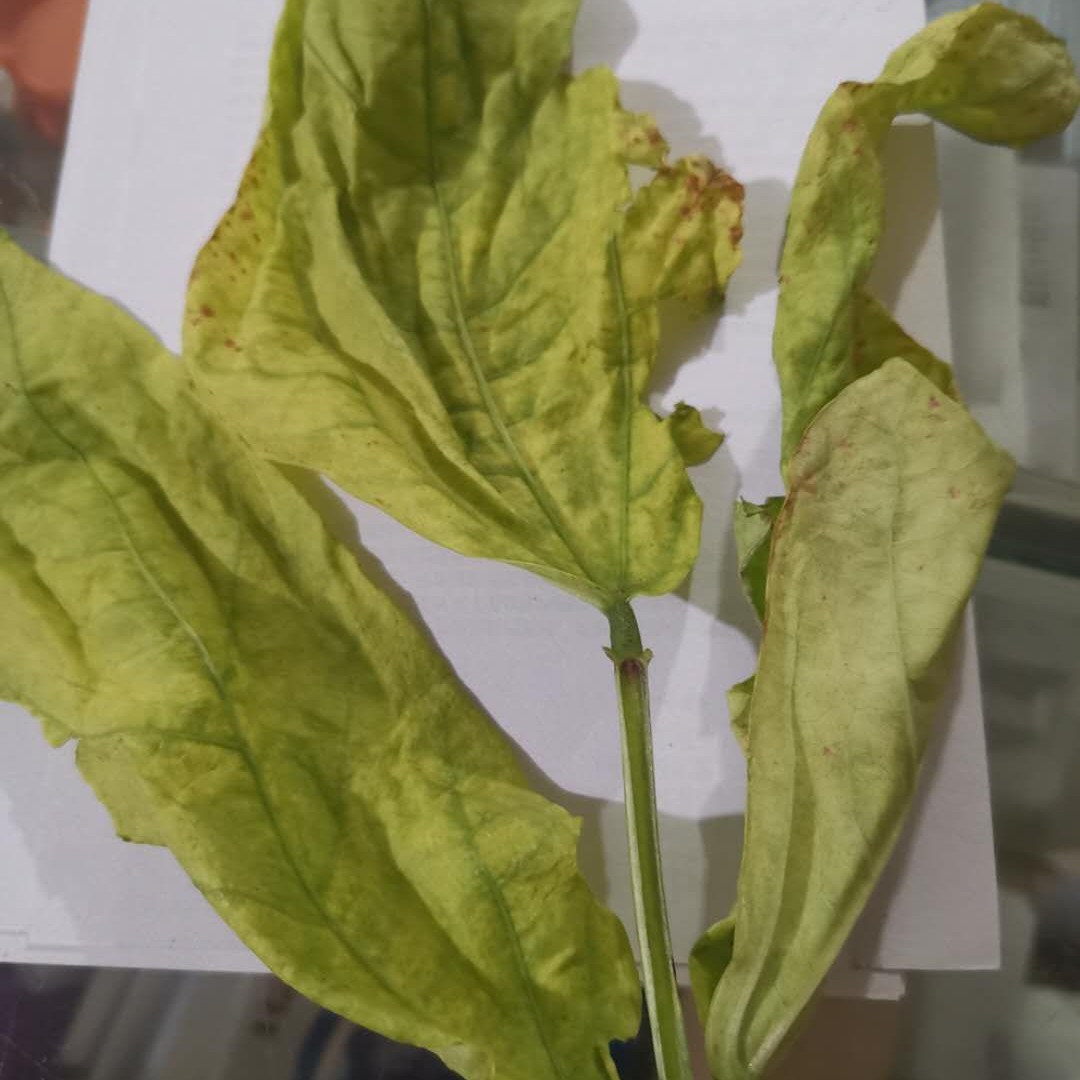 豇豆角早衰原因,豇豆生长期黄叶死叶是什么病