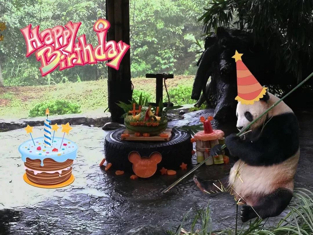 1h刹拢！想看大熊猫就去这3个地方，人少像包场，散养小熊猫