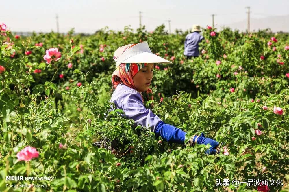 伊犁大马士革玫瑰花,伊朗大马士革纯玫瑰露