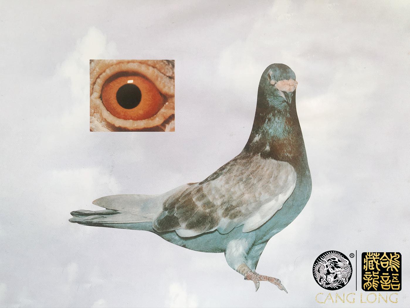 赛鸽幼鸽训练方法,幼鸽1-30天成长集锦