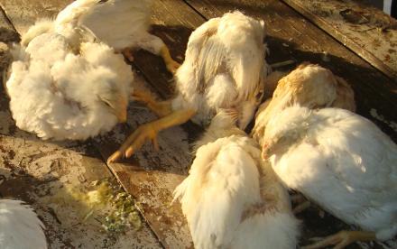 鸡拉白稀粪夹杂绿色粪是什么病,鸡排黄绿色稀便原因