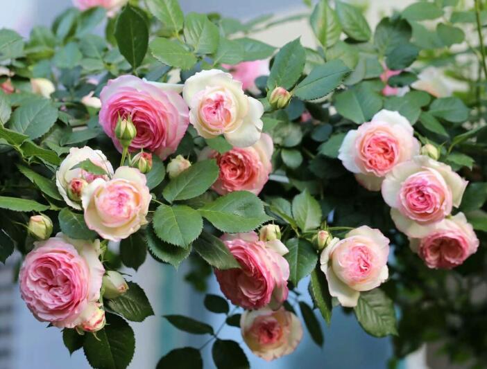 多季节开花勤花期长的藤本月季,藤本月季粉色龙沙宝石