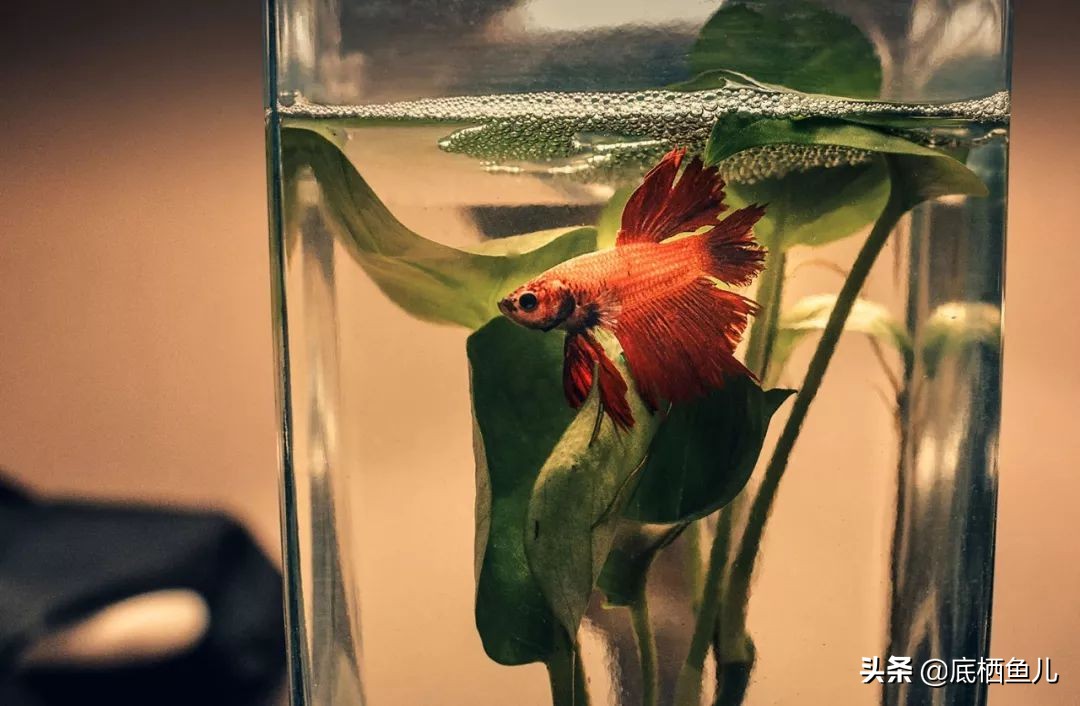 树脂假山种什么植物好,树脂做大型假山