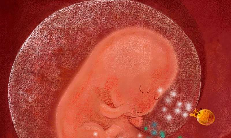 子宫内的免疫细胞和细菌的作用,子宫内壁的免疫细胞