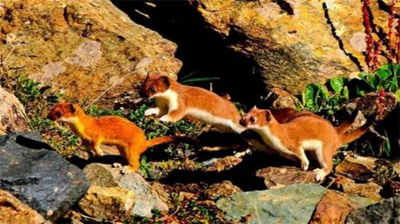 为什么黄鼠狼不可以吃鸡蛋,李时珍为什么不吃黄鼠狼呢