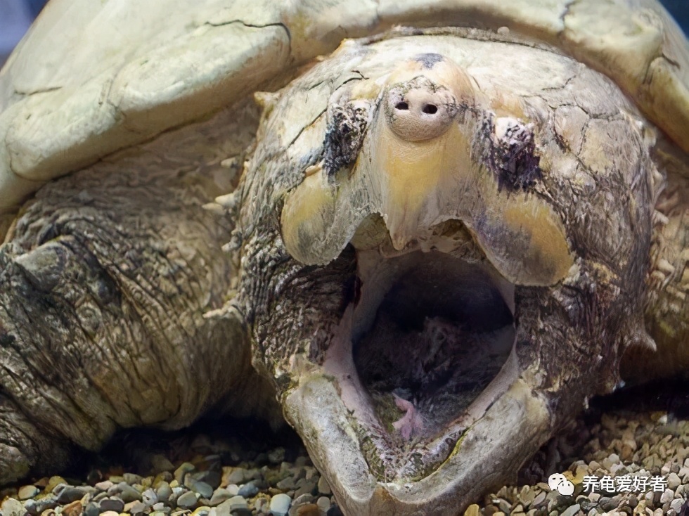 龟的解密视频大全,龟界之最