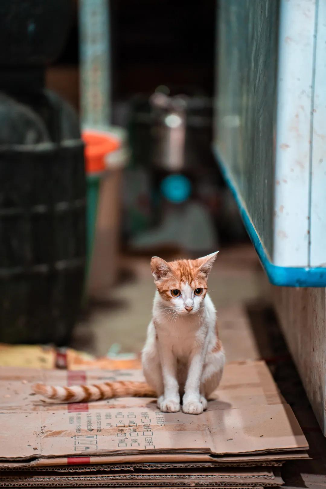 深圳宝安农批市场是几级,宝安农批市场在什么街道