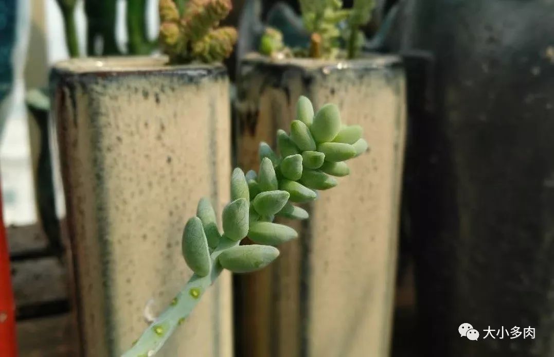 大小多肉,彩虹玉缀大群多肉