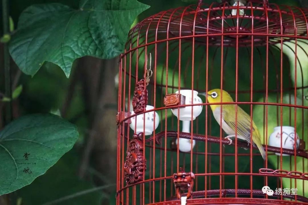 怎么分辨绣眼公母,绣眼一个月怎么判断公母