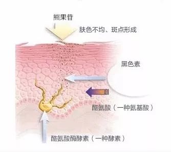 熊果苷三大美白神器,熊果苷神奇原液