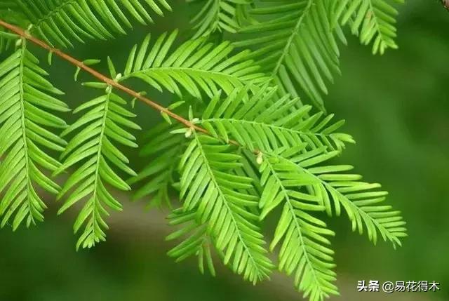 红豆杉和水杉有什么区别,红豆杉和水杉怎么辨别