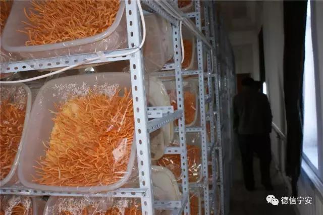 农业农村部、财政部公布！宁安成为首批20个国家现代农业产业园之一