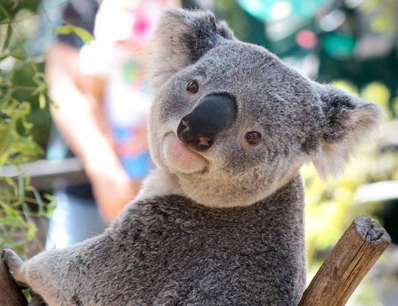 澳洲树袋熊是什么样的,澳大利亚国宝树袋熊进入人类市区