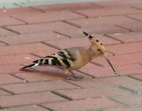 北方常见鸟类大全图片及名称,南大常见的鸟类有哪些