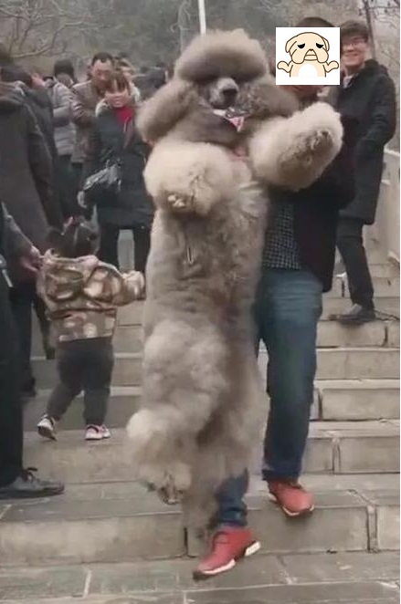 家里边养的巨型泰迪,养巨型泰迪什么体验最好