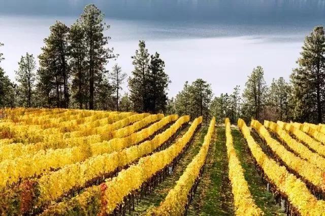 葡萄酒分级aop和aoc的区别,欧盟葡萄酒分级制度第一级别