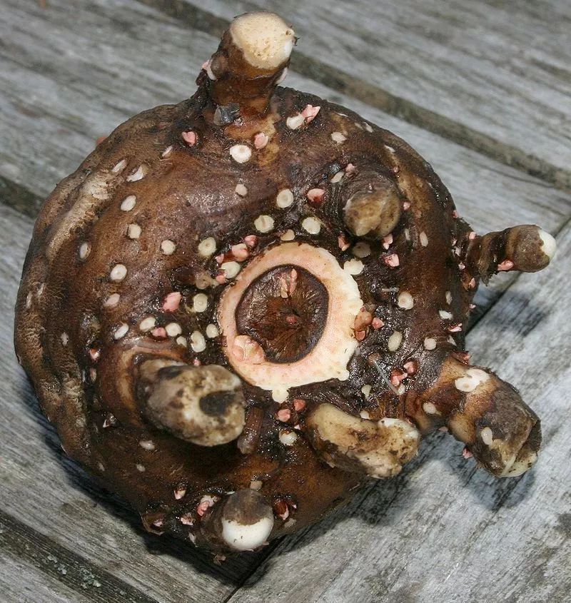 扒一扒瘦身,扒一扒所谓的美白圣品谷胱甘肽