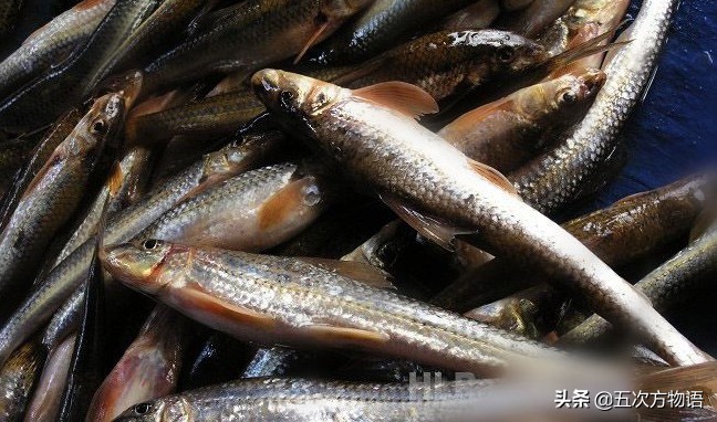 松花江名鱼三花五罗十八子,三花五罗十八子鳇鱼