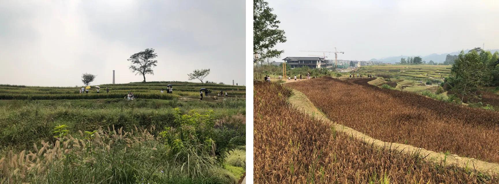 峨眉山高桥镇开发,峨眉山高桥田园生态小镇怎么样