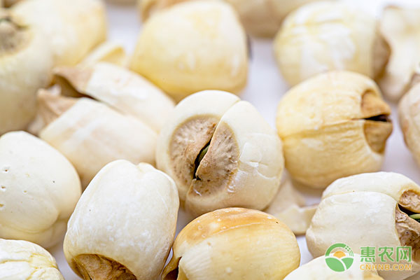 莲子种植和莲藕种植方法,莲子种植技术视频与产量