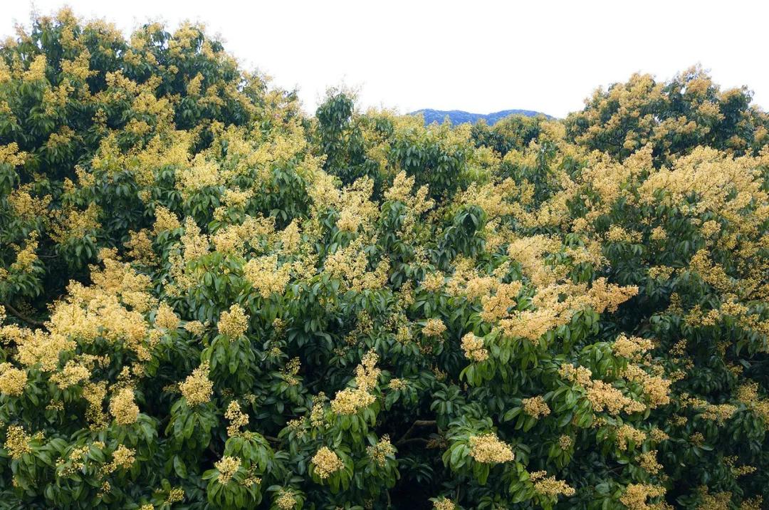 中国荔枝哪里好吃,哪个地方的荔枝最好吃最出名