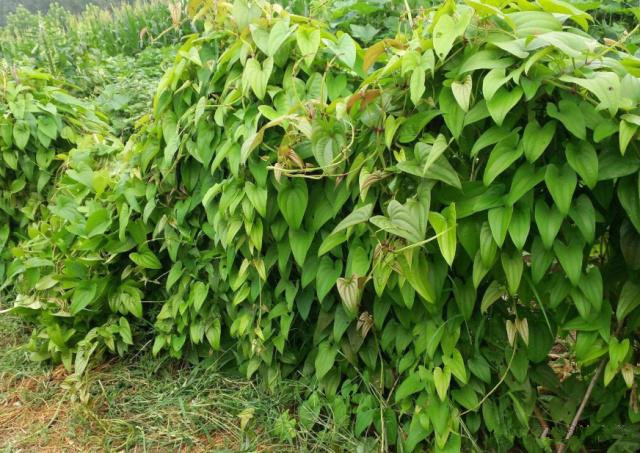 山药打孔种植方法和技术,管道无土栽培山药种植方法