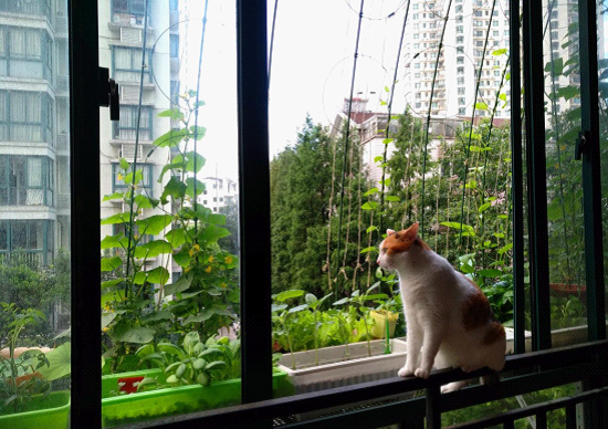 山东小伙传授阳台种菜秘籍,70后阳台种菜