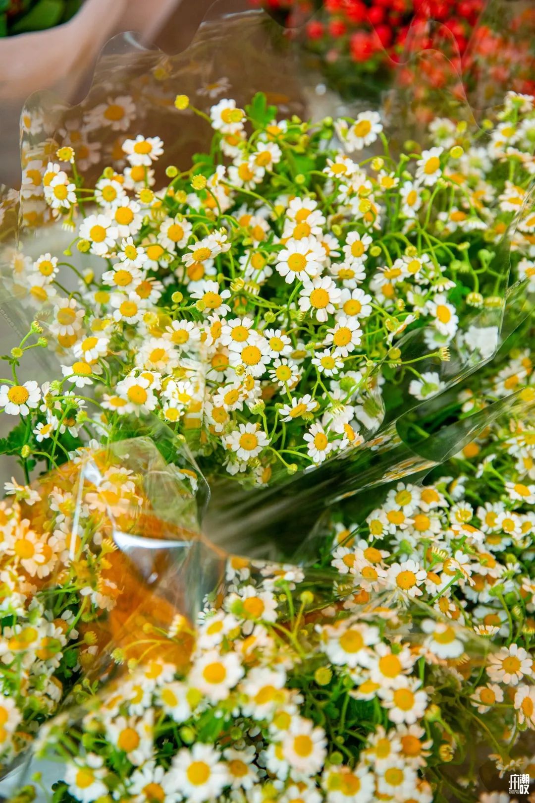 深夜去广州的花卉市场买花,如何逛斗南花卉市场买花便宜