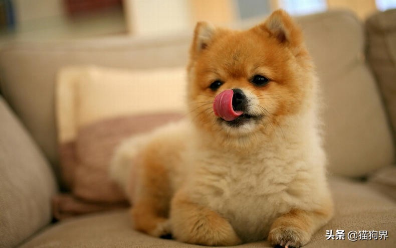 皮肤病狗狗怎么护理,皮肤病治疗狗