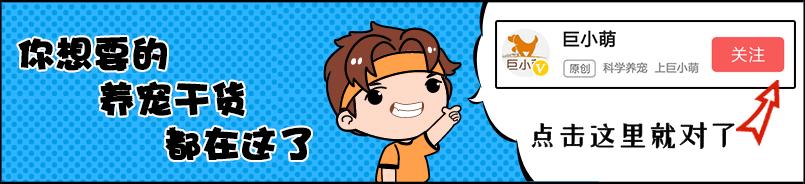 狗狗要给狗粮加热,冬天狗应该怎么吃狗粮呢