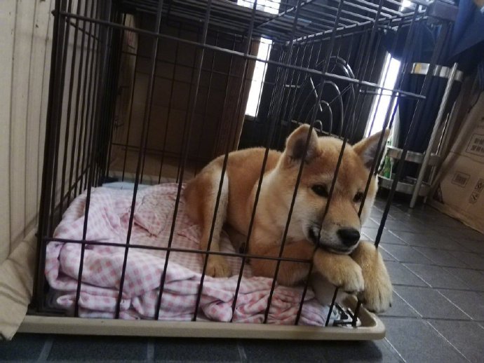 鼻子被压变形会恢复吗,鼻子被挤肿硬硬的