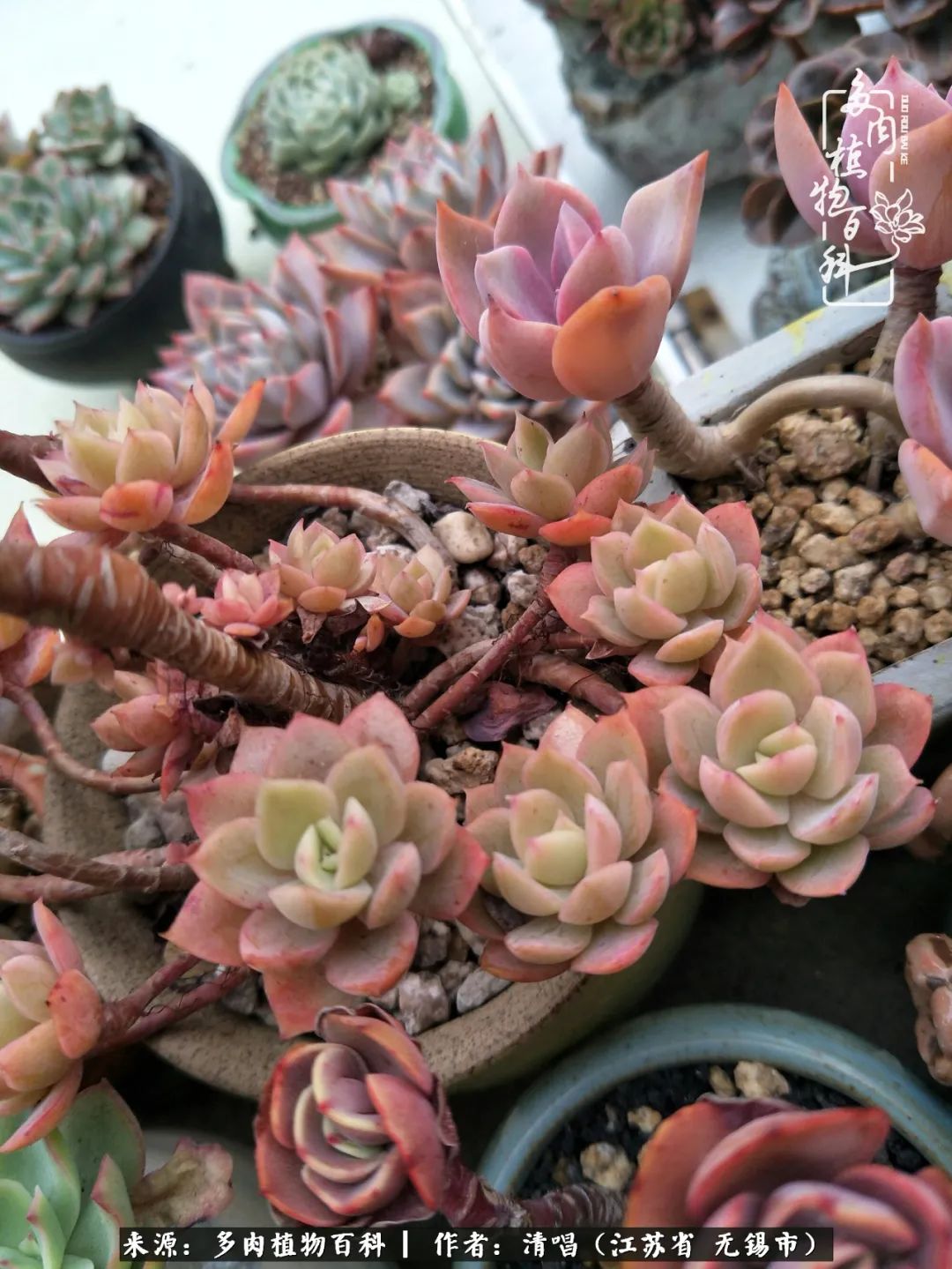 多肉植物百科好看又好养的多肉,喜欢多肉的朋友欢迎光临多肉园艺