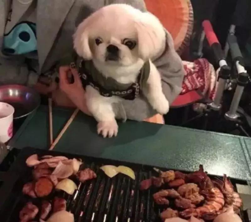 京巴网红狗,京巴犬网红